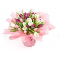 Tulipe - pink tulip (Large 65 psc)